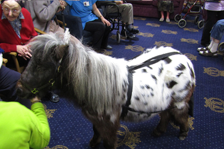 Miniature horses deliver seasonal cheer