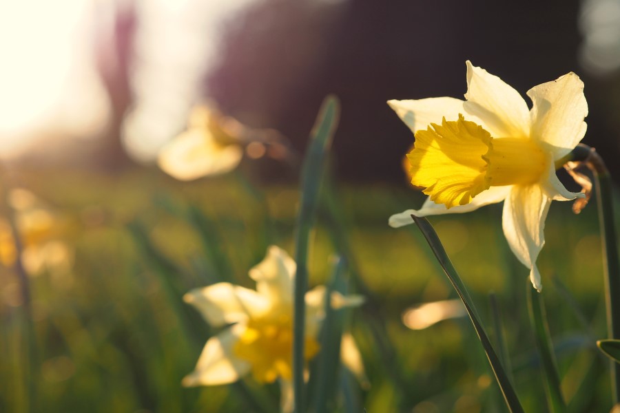 Spring boost for care home residents