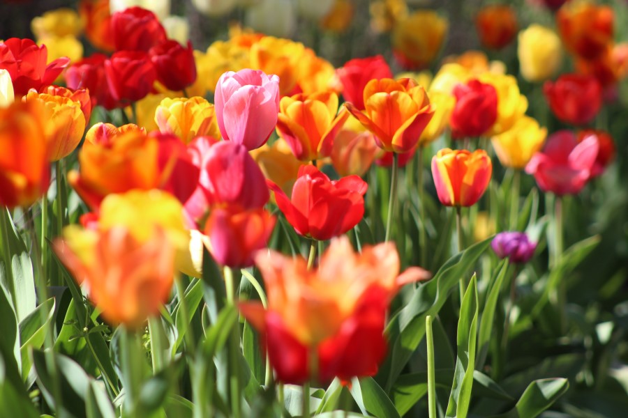 Blooming Marvellous time to be had at Runwood care homes