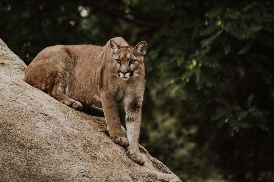 Puma hunts care sector return with £33m investment